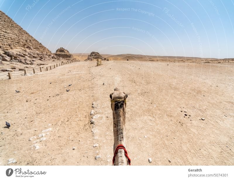 wüste in ägypten und kamelkopf Afrika Ägypter Luxor antik Tier Antiquität Archäologie blau Kairo Camel trocknen Ägypten Ausflug berühmt Gizeh Prima historisch