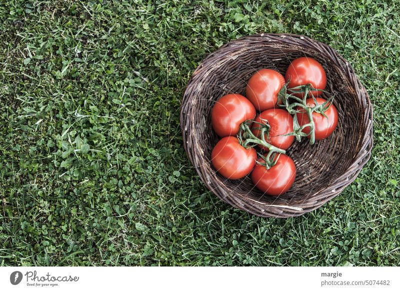 Ein Korb selbst gezüchteter Tomaten auf einer Wiese Bioprodukte Gesunde Ernährung Gemüse Lebensmittel Farbfoto Vegetarische Ernährung grün Essen lecker frisch