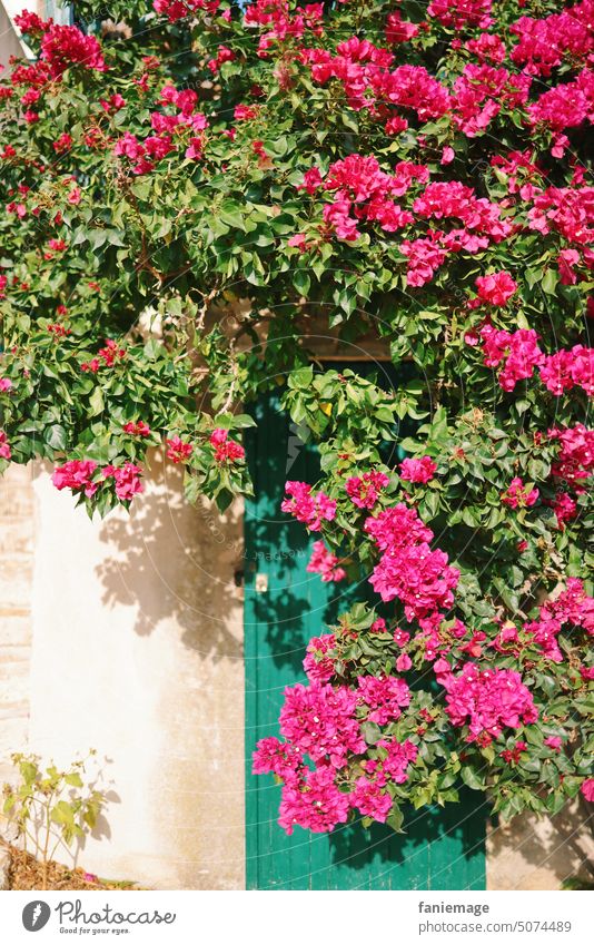 Bougainvillea Tür pforte Eingang blühen mediterran Süden südfrankreich Sonne Sommer Schatten Kletterpflanze rosa Natur wachsen Holztür Sormiou Marseille
