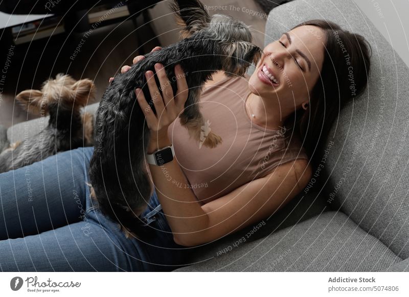 Frau spielt mit reinrassigen Hunden auf dem Sofa Besitzer spielen Spaß zu Hause Yorkshire-Terrier Haustier Lachen spielerisch heiter Begleiter heimwärts