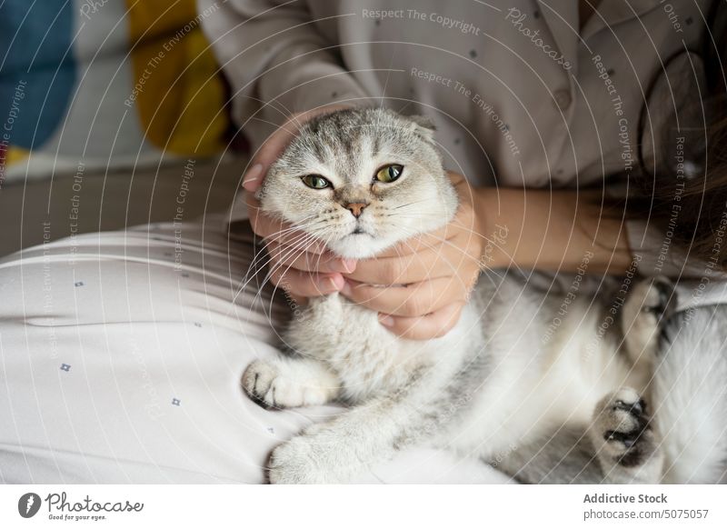Besitzerin streichelt Katze auf Sofa Frau Streicheln zerkratzen Umarmung Schottische Falte heimwärts Wochenende berühren Pyjama Haustier Umarmen katzenhaft