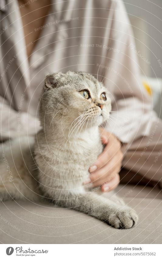 Besitzerin streichelt Katze auf Sofa Frau Streicheln zerkratzen Umarmung Schottische Falte heimwärts Wochenende berühren Pyjama Haustier Umarmen katzenhaft