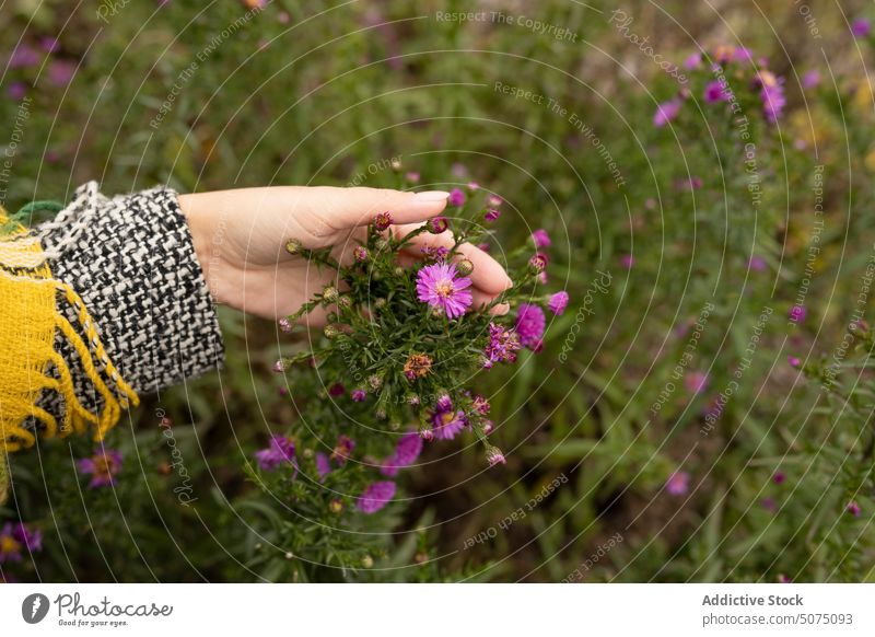 Crop-Frau mit blühenden Blumen im Park Blütezeit Garten Pflanze Natur rosa frisch berühren Asteraceae astra neu belgisch Saison geblümt warme Kleidung Botanik