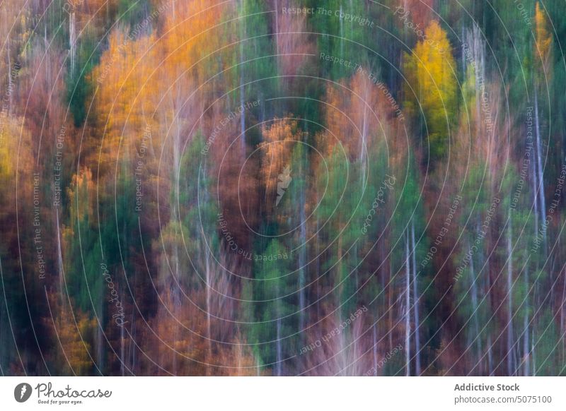 Unscharfe Herbstbäume im Wald Hintergrund Odese abstrakt Textur Linie Wälder golden Baum Blatt Saison Laubwerk Umwelt malerisch natürlich Design Oberfläche