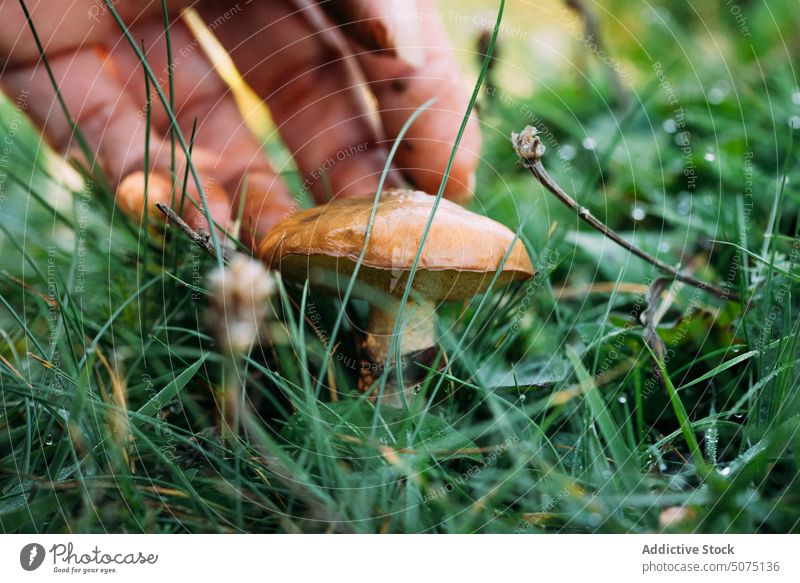 Eine Frau sammelt Pilze aus dem Boden Gras abholen gekörnte Steinpilze natürlich Sommer Natur frisch pflücken Saison Landschaft organisch Pflanze tagsüber reif