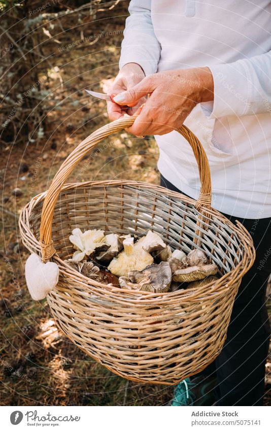 Eine Frau legt Pilze in einen Korb abholen Wald sortiert Herbst frisch Weide organisch pflücken Saison Natur fallen natürlich viele Suillus granulatus