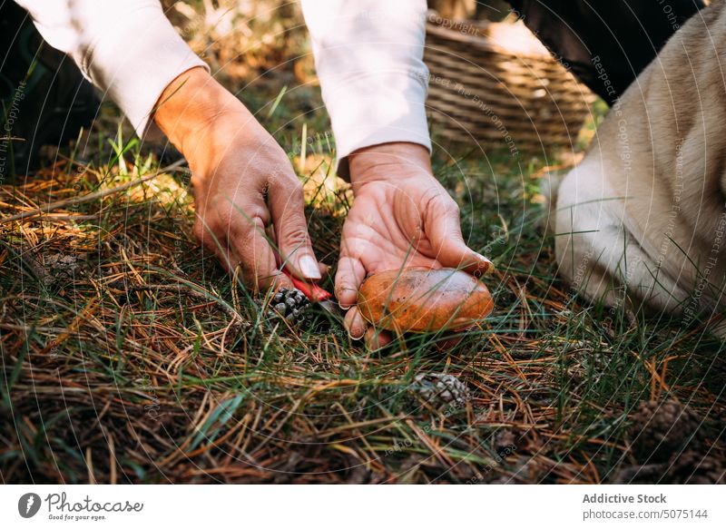 Eine Frau schneidet einen Pilz aus dem Boden geschnitten Gras Messer abholen gekörnte Steinpilze natürlich Sommer Natur frisch pflücken Saison Landschaft