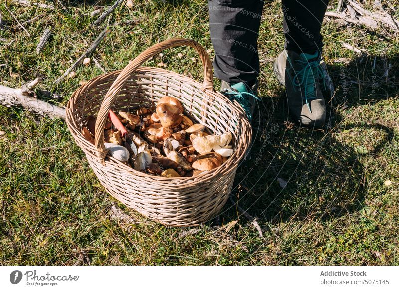 Crop anonyme Person mit Korb mit Pilz Frau abholen Wald sortiert Herbst frisch Weide organisch pflücken Saison Natur fallen natürlich Pilze Fuß viele