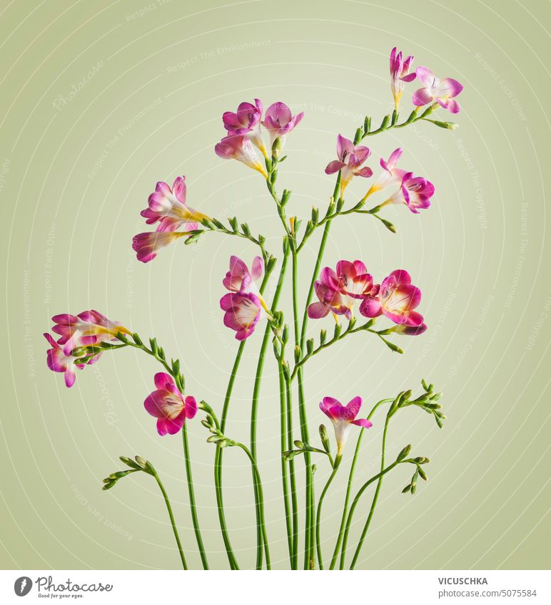 Schöne geschwungene rosa Blumen auf grünem Hintergrund schön gekrümmt abstrakt Schönheit Überstrahlung Blüte abschließen Design Detailaufnahme Flora geblümt