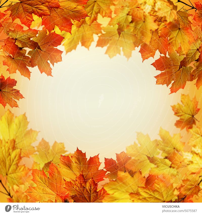 Rahmen mit herbstlichen Ahornblättern und Kopierraum Herbst Textfreiraum golden Borte natürlich Baum farbenfroh saisonbedingt hell Natur rot Textur Saison