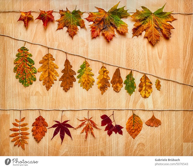 Blätterreihe an der Leine Herbstlaub bunte Blätter Herbstlaubfarbe orange Herbstlicht Laubfärbung Herbstfärbung Natur Vergänglichkeit Blatt Jahreszeiten