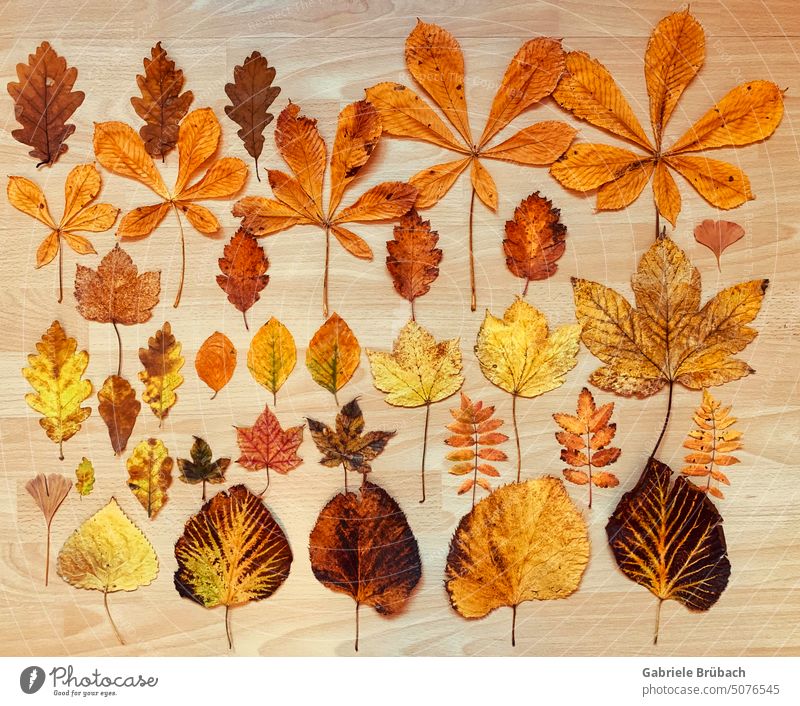 Herbstblätter systematisch angeordnet Herbstlaub bunte Blätter Herbstlaubfarbe orange Herbstlicht Laubfärbung Herbstfärbung Natur Vergänglichkeit Blatt