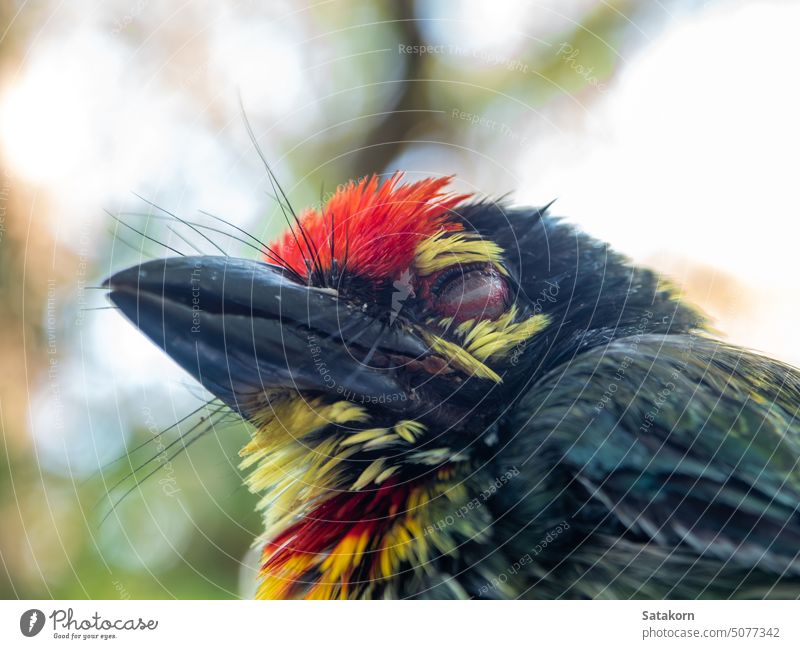 Nahaufnahme des Gesichts von Juvenile Coppersmith barbet bird jugendlich Jungvogel Baby wenig abschließen Tier Mittagsschlaf tropisch Vogel natürlich Natur