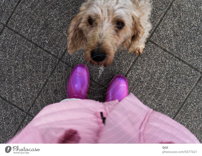 Der scharfe Schuh ....und ein Hundeblick Gummistiefel Anschauen Tier Unschärfe Fell Rosa Schärfe Pink Blick nach oben Blick nach unten Blickkontakt Hundekopf