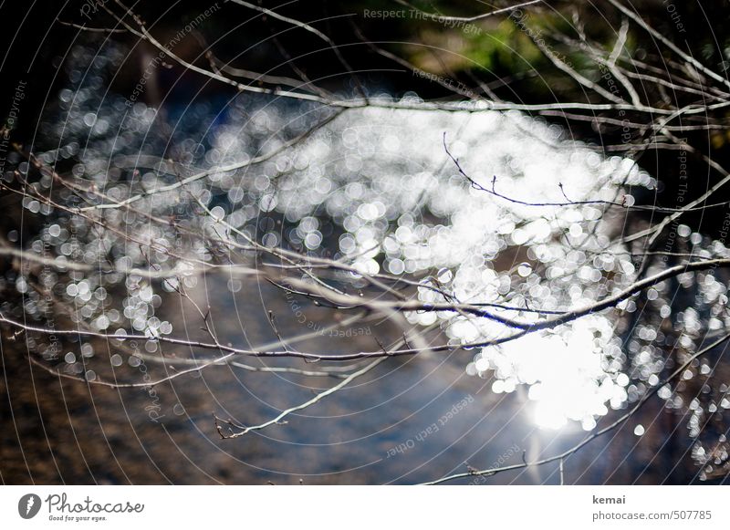 Trash | Geglitzer Umwelt Natur Landschaft Pflanze Urelemente Wasser Sonnenlicht Herbst Schönes Wetter Baum Sträucher Zweig Ast Küste Bach glänzend hell viele