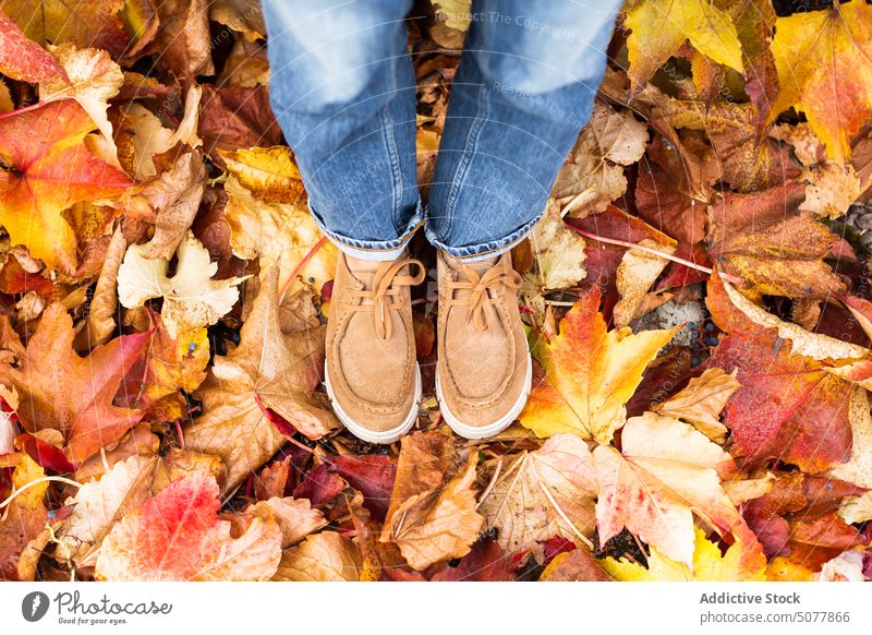 Person in Stiefeln steht auf trockenem Herbstlaub Laubwerk fallen Boden Blatt Park Umwelt gelb Schuhe Pflanze Saison Oktober Natur farbenfroh Flora verdorren