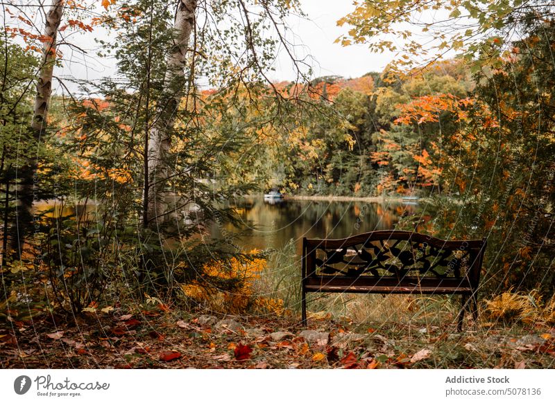 Holzbank im herbstlichen Wald Herbst hölzern Bank See Park Baum farbenfroh Laubwerk Natur Grün ruhig Windstille Ökologie malerisch idyllisch Wälder Harmonie