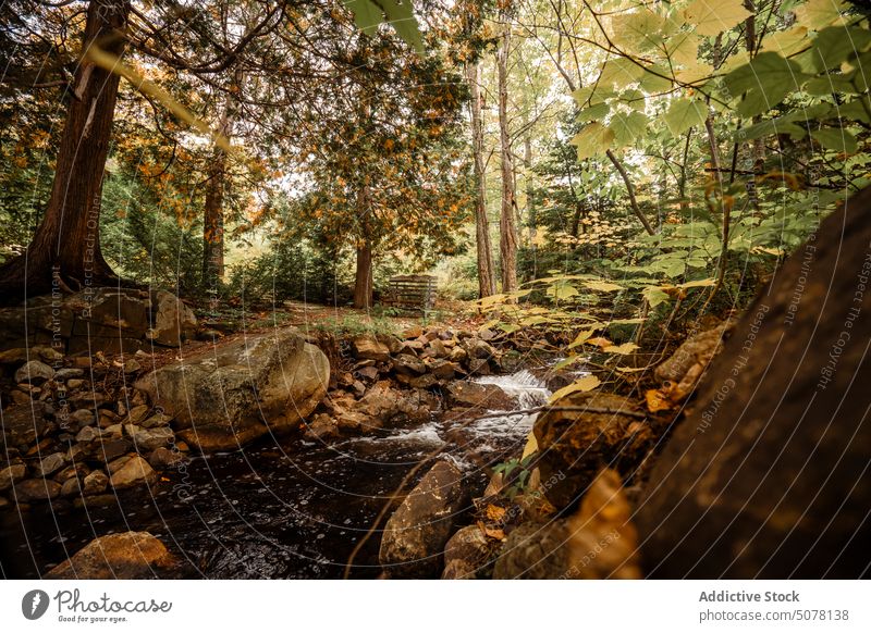 Fluss fließt durch Steine im Wald Herbst strömen fließen Park Baum farbenfroh Laubwerk Natur Grün Ökologie malerisch idyllisch Wälder Harmonie frisch Air