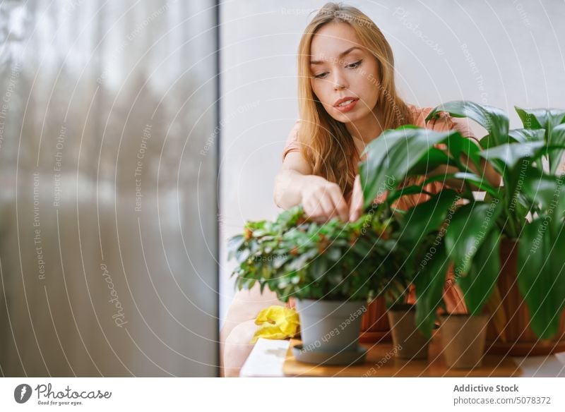 Junge Frau pflegt grüne Topfpflanzen betreuen eingetopft Pflanze heimisch Tisch Hobby Licht Raum zu Hause positiv Dame jung Windstille heimwärts Blumentopf