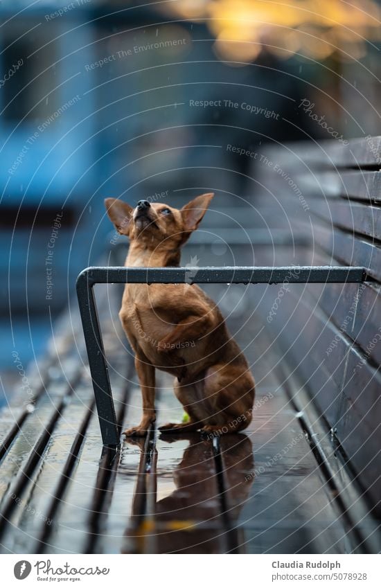 Kleiner Hund sitzt im Regen auf einer nassen Bank und schaut angewidert nach oben auf die fallenden Tropfen Regentag Regenwetter Hund im Regen schlechtes Wetter