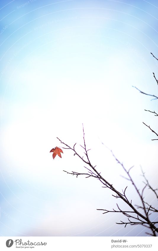 das letzte Blatt an einem Baum im Winter Laub Jahreszeiten Herbstfärbung Natur Jahresende letztes Blatt