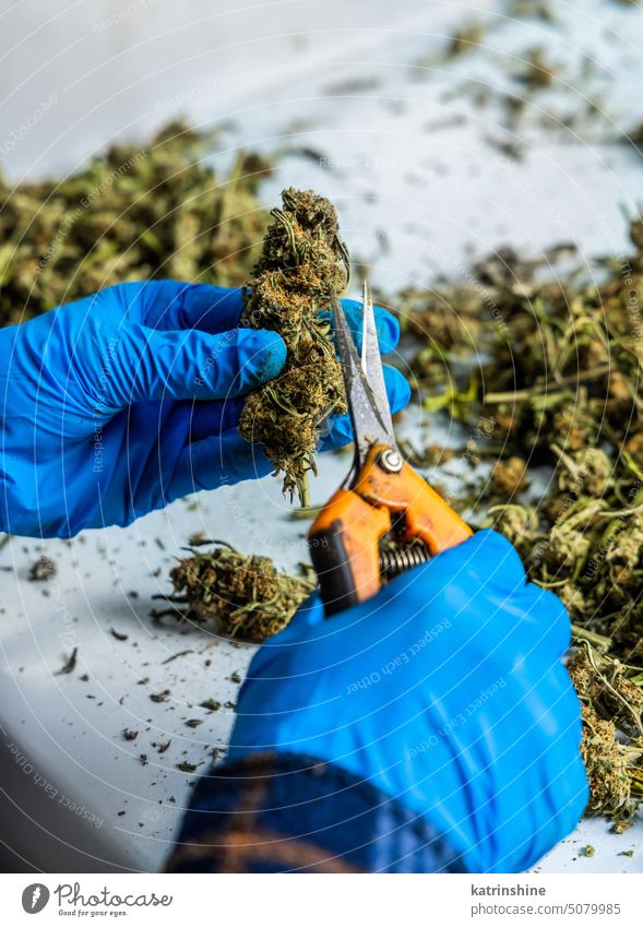 Arbeiterinnen mit Handschuhen schneiden mit einer Schere Marihuana-Blätter von trockenen Knospen Hände entgittern Inszenierung medizinisch Cannabis cbd trocknen