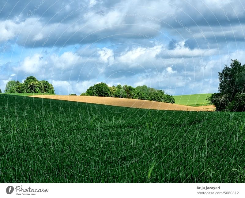 Wetterau: Landschaft mit Getreidefeld, Bäumen und Wolken junges Getreidefeld Farben der Natur Kraft Ruhe