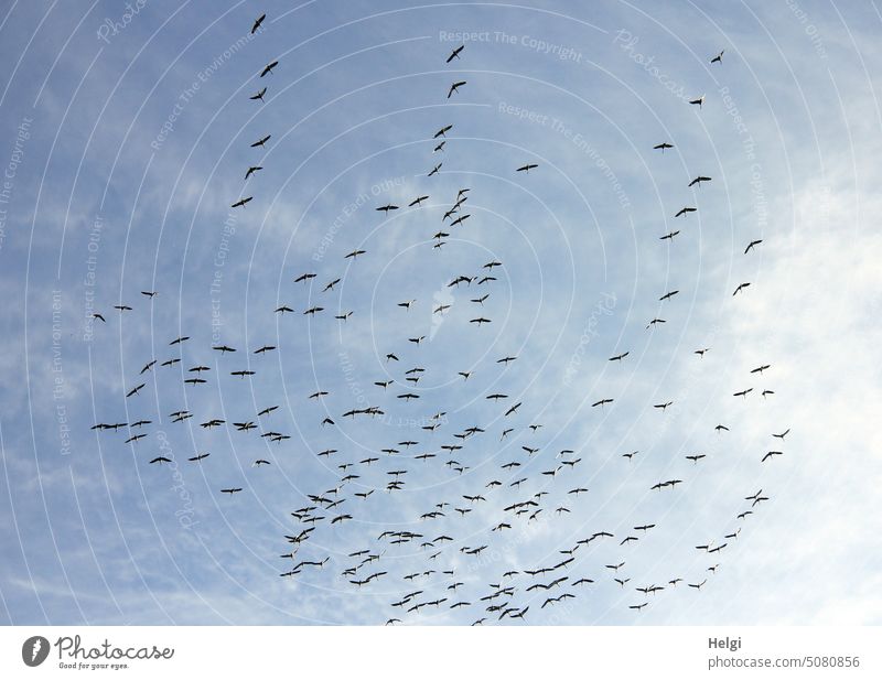Unmengen von Kranichen kreisen am Himmel und versammeln sich zum gemeinsamen Weiterflug in den Süden Vögel viele Wolken Vogelzug Zugvogel Flug in den Süden