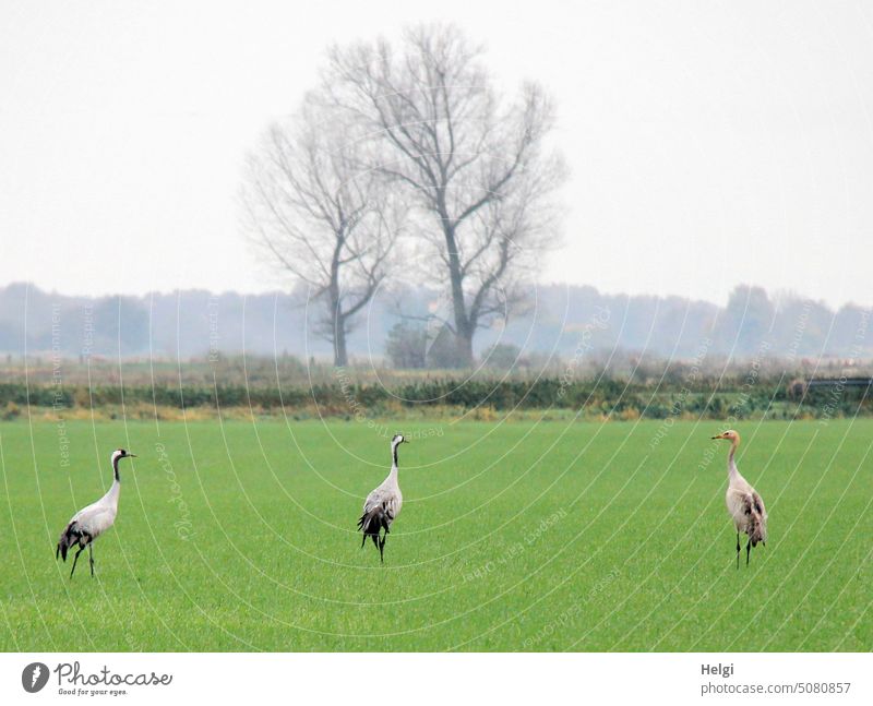 drei Kraniche - ein Pärchen und ein Jungvogel - stehen auf einem Feld vor Bäumen und Sträuchern im leichten Morgennebel Vogel Paar Jiungtier Wiese Zugvogel
