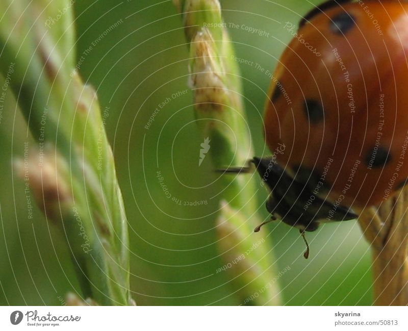Maienkäfer in action Biologie Natur Käfer Nahaufnahme Punkt
