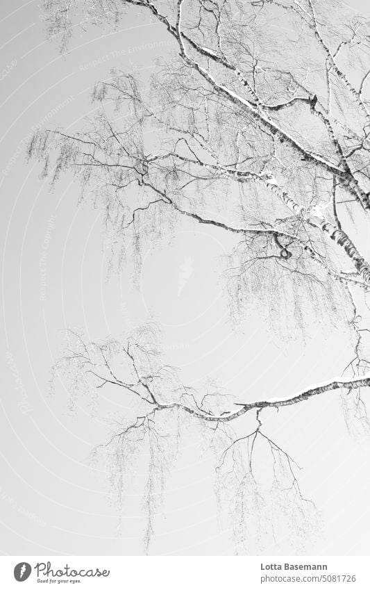 Birke im Schnee Ruhe still Jahreszeiten Menschenleer Wintertage Winterlandschaft mit Bäumen schwarz weiß Weihnachten & Advent Natur Außenaufnahme draußen Kälte