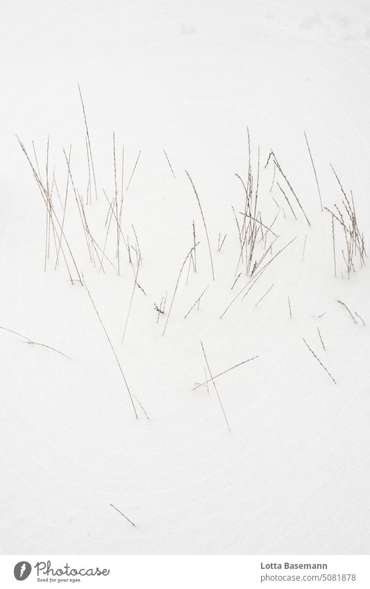 Gräser im Schnee Schneelandschaft weiß Nahaufnahme stille Vergänglichkeit stagnierend kalt Einsamkeit Stimmung wild schön natürlich ästhetisch frieren Gras
