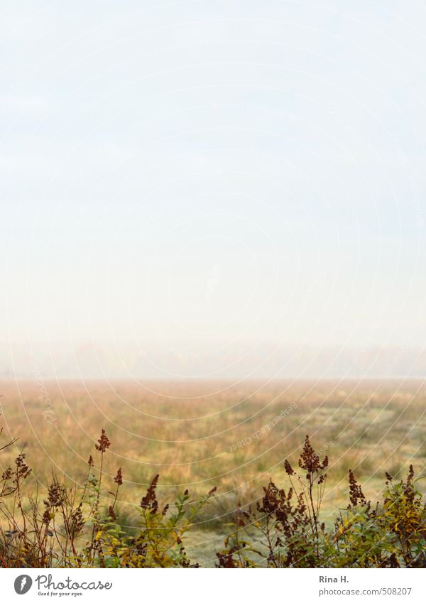 Nebulös II Umwelt Natur Landschaft Himmel Horizont Herbst Schönes Wetter Nebel Sträucher Wiese natürlich Farbfoto Außenaufnahme Menschenleer Textfreiraum links