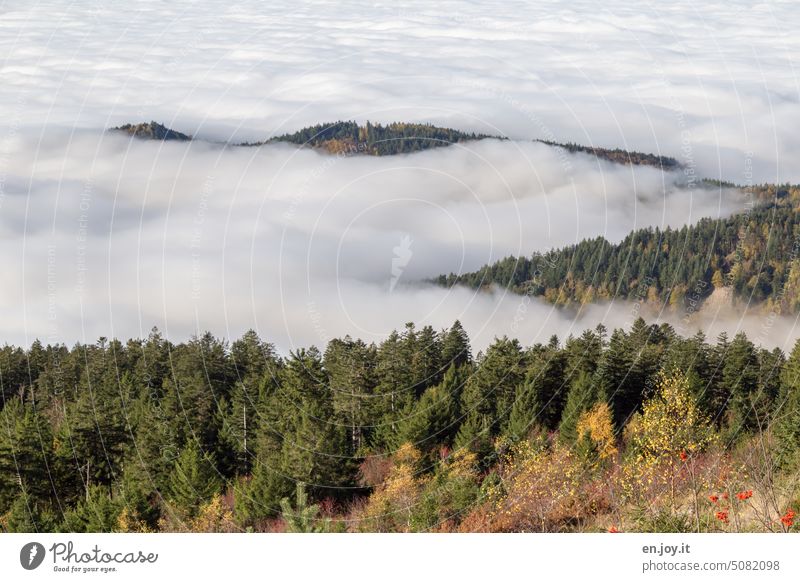 Inversionswetterlage im Schwarzwald inversionswetter inversionswetterlage Wolken Wolkendecke Bergrücken wolkenmeer Wolkenfeld Berge u. Gebirge Menschenleer