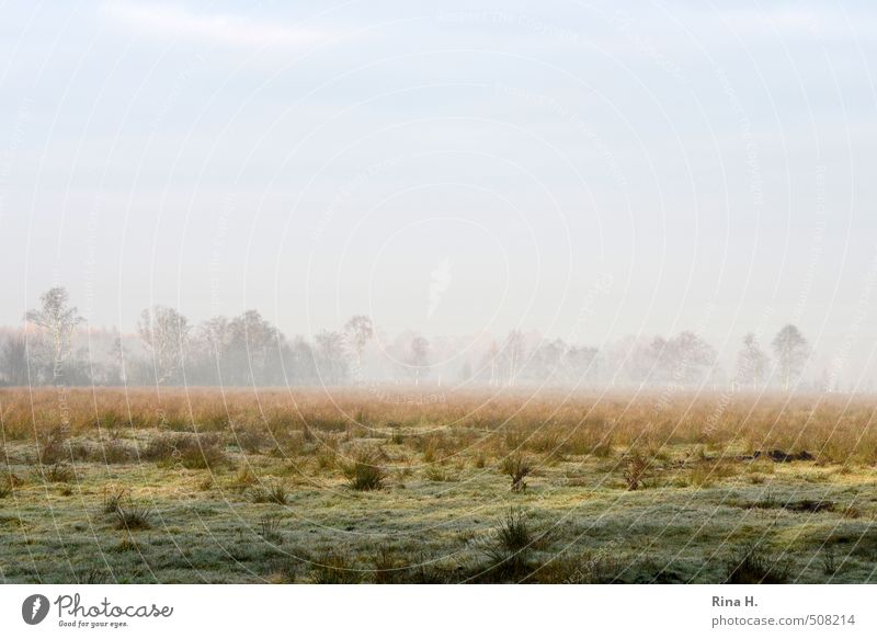 Nebulös Umwelt Natur Landschaft Himmel Horizont Herbst Nebel Baum Gras Sträucher Wiese natürlich Farbfoto Außenaufnahme Menschenleer Textfreiraum links