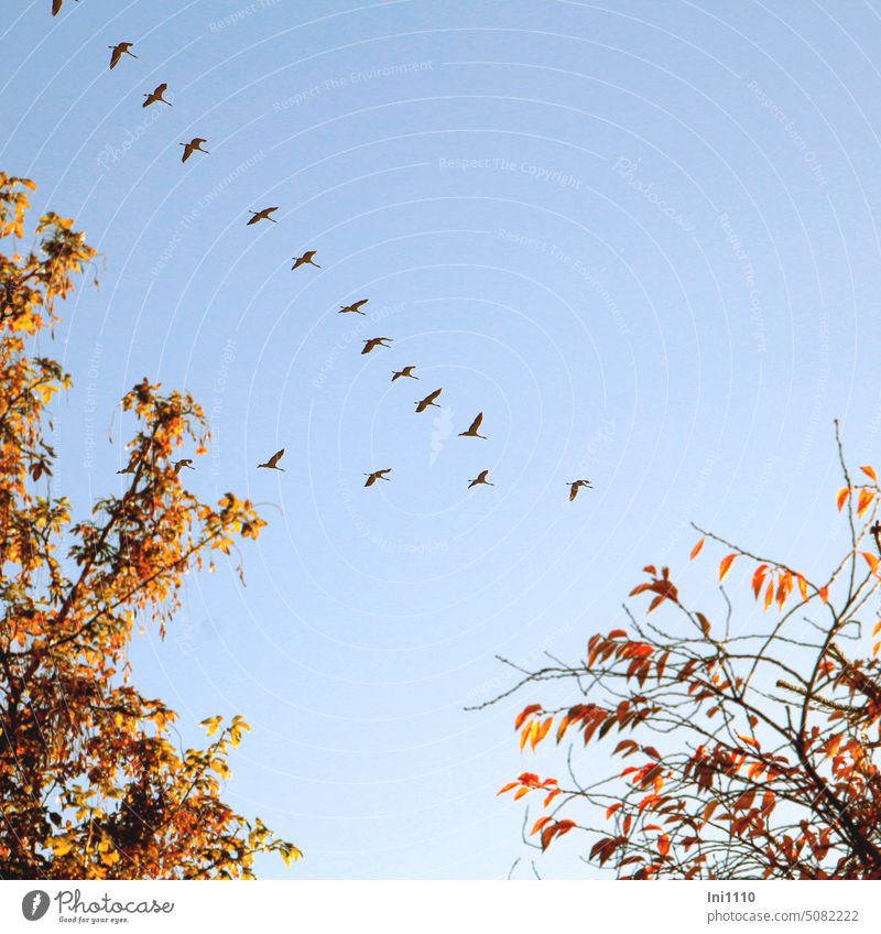 Kraniche überm Garten Herbst schönes Wetter Sonnenschein Herbstfärbung Bäume Tiere Vögel Zugvögel Kraniche am Himmel Richtung Süden Zugverhalten