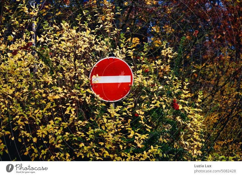 Verbot der Einfahrt - Schild vor Herbstlaub herbstlich Blätter Herbstfärbung Natur Herbststimmung Jahreszeiten Laubwerk Herbstfarben Vergänglichkeit blau alt