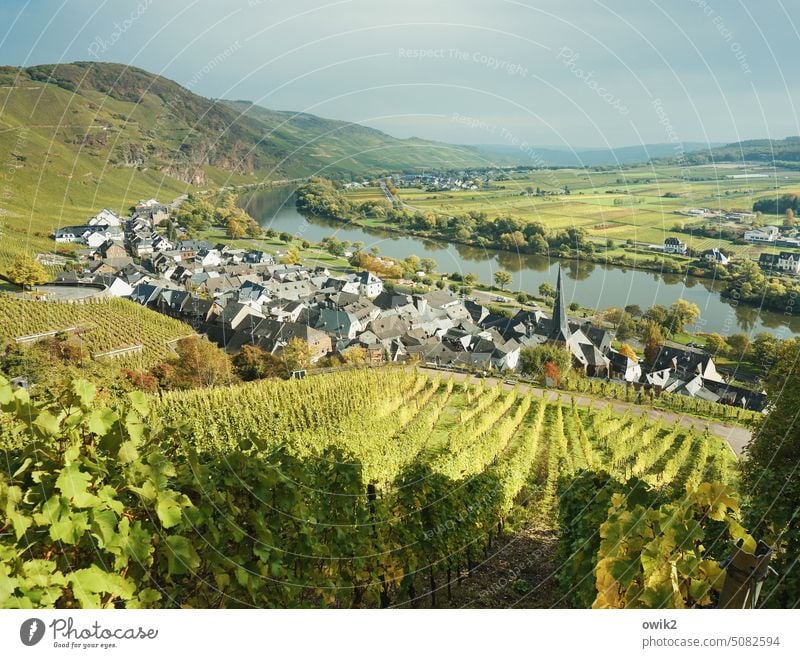 Moseltal Mosel (Weinbaugebiet) Weinberge Idylle Landschaft Rheinland-Pfalz Natur Flussufer Bäume friedlich Ruhe Sonnenlicht Überblick Weinrebe Ferne Ausflug