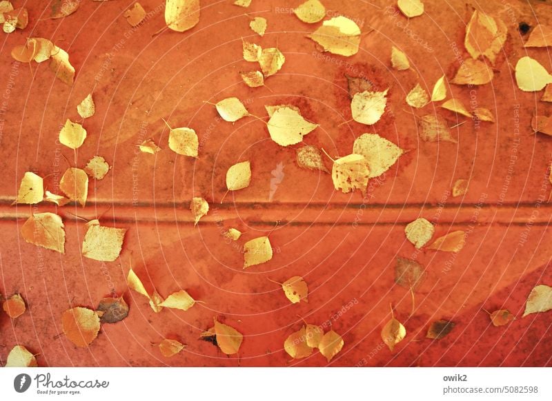 Herbstblätter auf Rot Jahreszeiten Herbstfärbung Herbstlaub Wandel & Veränderung Außenaufnahme Farbfoto Laubblätter Blätter Vergänglichkeit gefallene Blätter