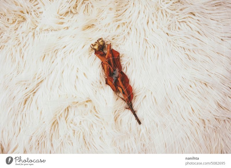 Hintergrundbild einer getrockneten Rose über einem weichen Teppich Textur romantisch Poesie Roséwein trocknen Dekor Dekoration & Verzierung neutral Töne Herbst