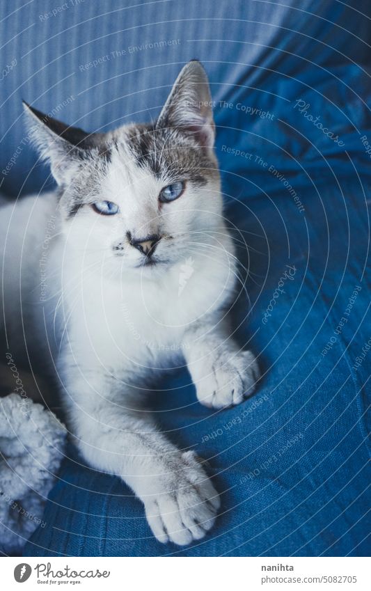 Schönes Porträt einer weißen Katze mit blauen Augen vor blauem Hintergrund indigo lieblich Kätzchen Katzenbaby heimisch Tier Haustier weich lustig bezaubernd