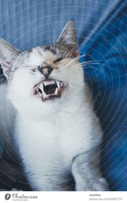 Schönes Porträt einer weißen Katze mit blauen Augen vor blauem Hintergrund indigo lieblich Kätzchen Katzenbaby heimisch Tier Haustier weich lustig bezaubernd