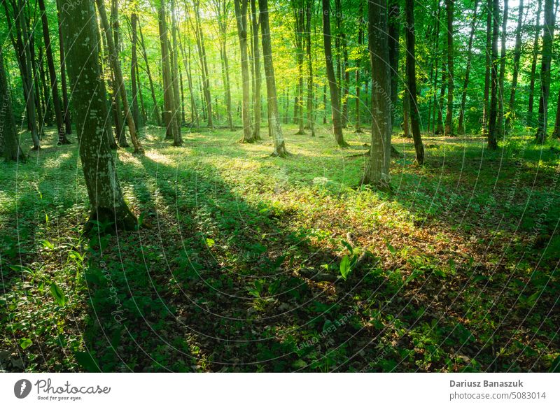 Sonnenlicht und Schatten in einem grünen Wald Baum Holz Natur Laubwerk Umwelt Saison Frühling Licht Hintergrund schön Landschaft Sommer hell Sonnenstrahlen