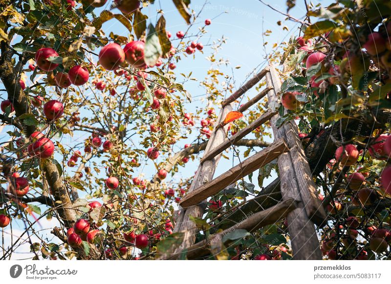 Apfelbaum mit vielen reifen roten saftigen Äpfeln im Obstgarten. Erntezeit auf dem Lande. Apple frische gesunde Früchte bereit, auf Herbstsaison zu holen Baum