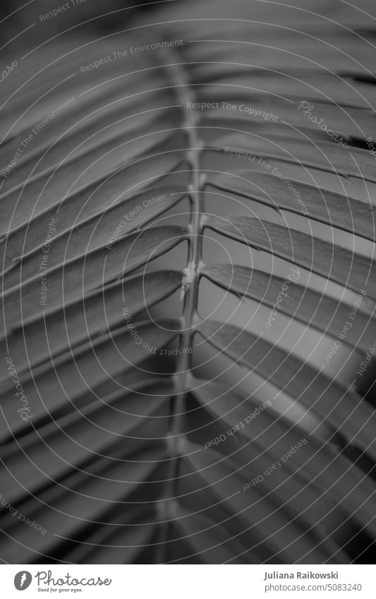 Palmenblatt in schwarz und weiß close up Blatt Natur Sommer Palmenwedel exotisch Pflanze Außenaufnahme Palmsonntag Schwarzweißfoto Palmengarten Palmenzweig