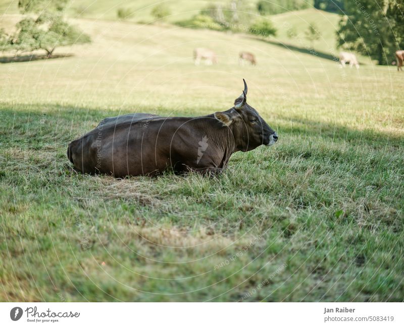 Kuh mit Hörnern liegt auf der Weide Rind gemütlich Tier Natur Wiese ländlich Außenaufnahme