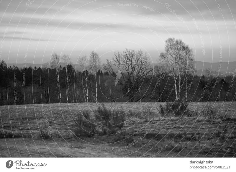 Heide oder Weide Landschaft im Sauerland Rural schottische anmutung Natur Außenaufnahme natürlich Himmel Menschenleer Gras Farbfoto Baum Umwelt Wald Pflanze