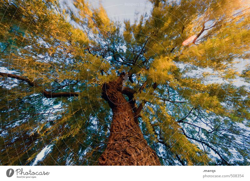 Tree of Life Umwelt Natur Himmel Klima Pflanze Baum außergewöhnlich groß verrückt Leben Perspektive Wandel & Veränderung Macht Sommer Herbst Farbfoto