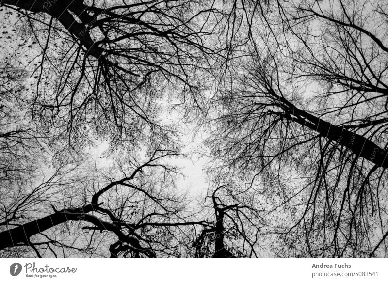 Bäume in Schwarzweiß äste Winter schwarz-weiß winterwald tristesse bedrohlich kalt anzüglich dezember November