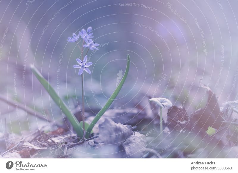 Einzelne Frühlingsblume frühlingsblume lila violett unscharf Fahne Tiefenunschärfe Natur pflanze blühen